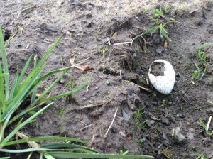 Egg, May conversation, outside Katy Dove's Caravan. Photo: Jenny Brownrigg