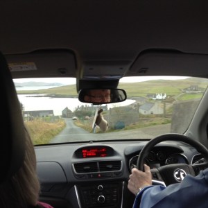 Site visit with David Anderson to Hillswick. Heylor and Eshaness